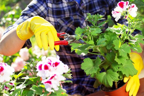 Professional hedge trimming service in a West Ham garden